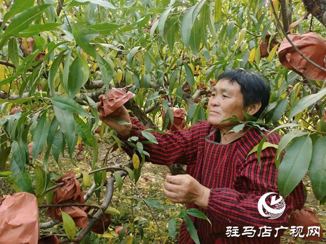 平輿縣廟灣鎮(zhèn)馮莊村冬雪蜜桃種植園：甜蜜豐收?qǐng)鼍傲钊?ldquo;桃”醉